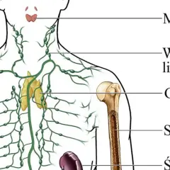 Ilustracja przedstawia kluczowe elementy układu immunologicznego: migdałki, węzły chłonne, grasicę, szpik kostny i śledzionę, które wspólnie chronią organizm.