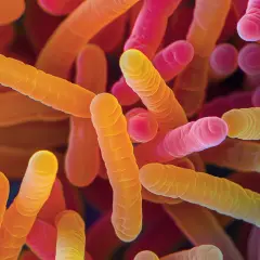 Bifidobacterium breve BR03 - analiza właściwości probiotyku.
