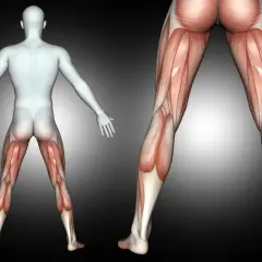 Tylna taśma - co musisz wiedzieć o tej ważnej strukturze anatomicznej