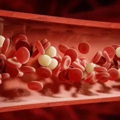 Czerwone krwinki i białe krwinki, czyli trombocyty, płyną w naczyniu krwionośnym.