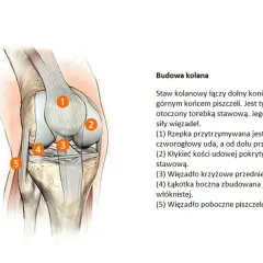 Anatomia kolana, ilustracja przedstawiająca budowę stawu kolanowego. Zwyrodnienie stawów to choroba, która dotyka chrząstki stawowej.