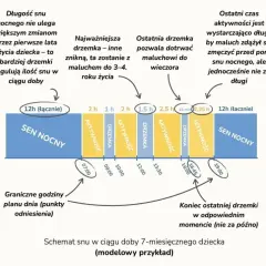 Idealny plan dnia 7 miesięcznego dziecka: kompletny schemat dla rodziców