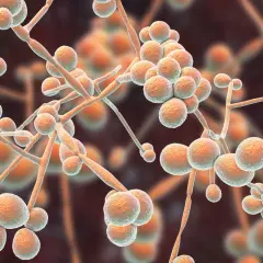 Candida w kale - jak zinterpretować wyniki badania?