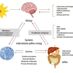 Mikrobiom jelitowy: Klucz do zdrowia układu pokarmowego człowieka?