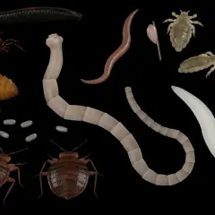 Robaki w kale dziecka: Kiedy się martwić oraz jak szybko działać?