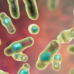 Ilustracja mikroskopowa bakterii Clostridium, pałeczek z zielonymi endosporami.