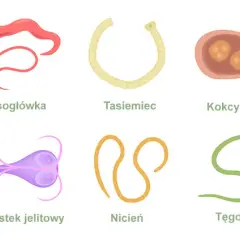 Pasożyty w organizmie: Jak się ich pozbyć na zawsze? Oto metody