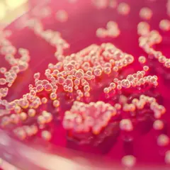 Objawy Helicobacter pylori w kale: Jak je rozpoznać i diagnozować?