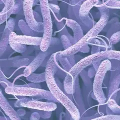 Clostridium difficile: Groźna bakteria jelitowa? Fakty i mity