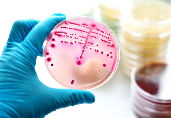 Enterococcus faecalis w nasieniu: Jak leczyć tę bakterię?