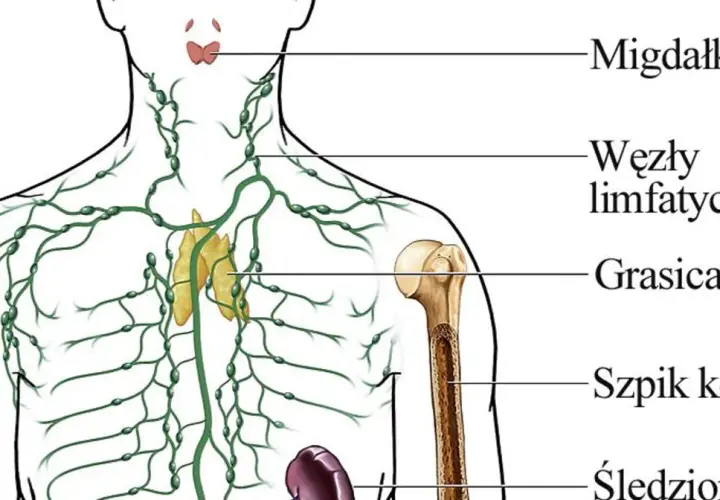 Ilustracja przedstawia kluczowe elementy układu immunologicznego: migdałki, węzły chłonne, grasicę, szpik kostny i śledzionę, które wspólnie chronią organizm.