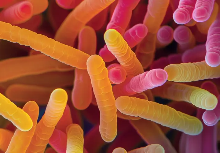 Bifidobacterium breve BR03 - analiza właściwości probiotyku.