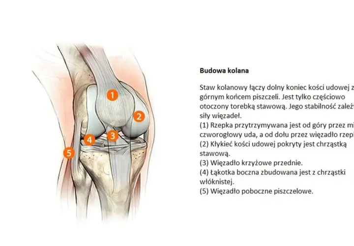 Anatomia kolana, ilustracja przedstawiająca budowę stawu kolanowego. Zwyrodnienie stawów to choroba, która dotyka chrząstki stawowej.