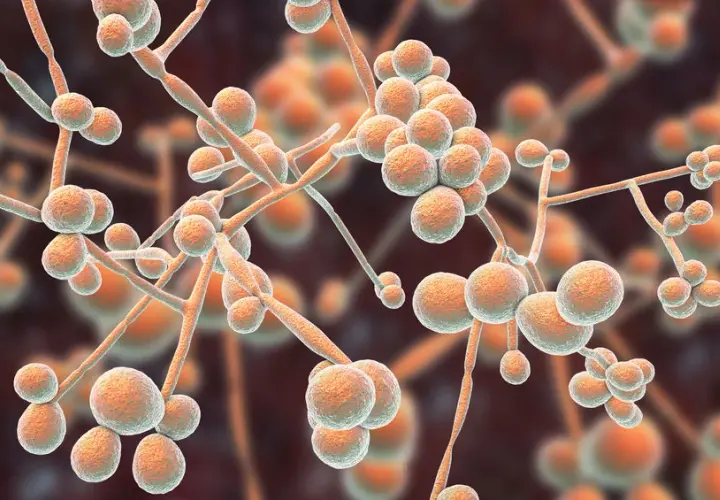 Candida w kale - jak zinterpretować wyniki badania?
