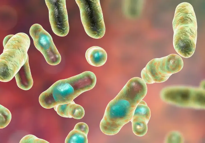Ilustracja mikroskopowa bakterii Clostridium, pałeczek z zielonymi endosporami.
