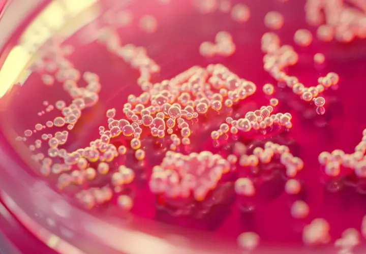 Objawy Helicobacter pylori w kale: Jak je rozpoznać i diagnozować?