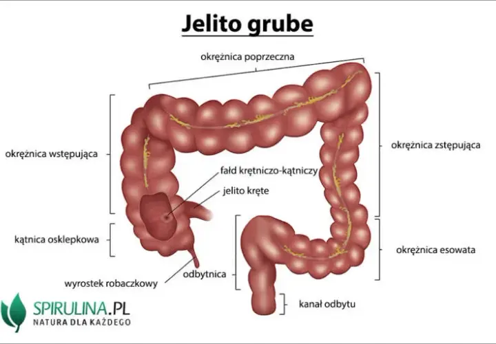 Jak boli jelito grube? Poznaj przyczyny i objawy bólu jelit