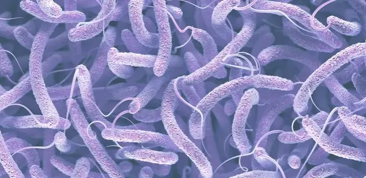 Clostridium difficile: Groźna bakteria jelitowa? Fakty i mity
