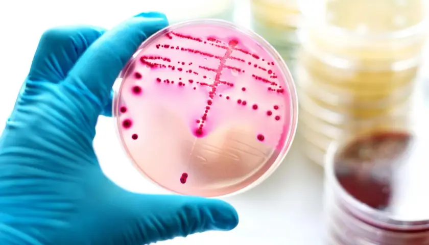 Enterococcus faecalis w nasieniu: Jak leczyć tę bakterię?