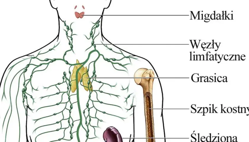 Ilustracja przedstawia kluczowe elementy układu immunologicznego: migdałki, węzły chłonne, grasicę, szpik kostny i śledzionę, które wspólnie chronią organizm.