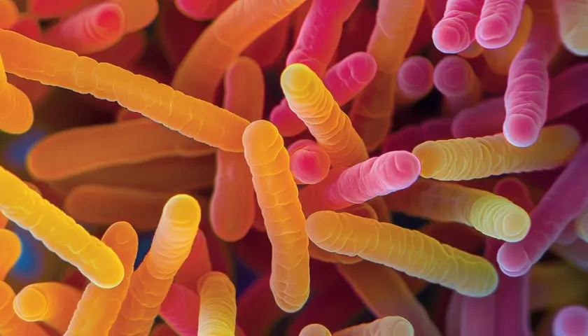 Bifidobacterium breve BR03 - analiza właściwości probiotyku.