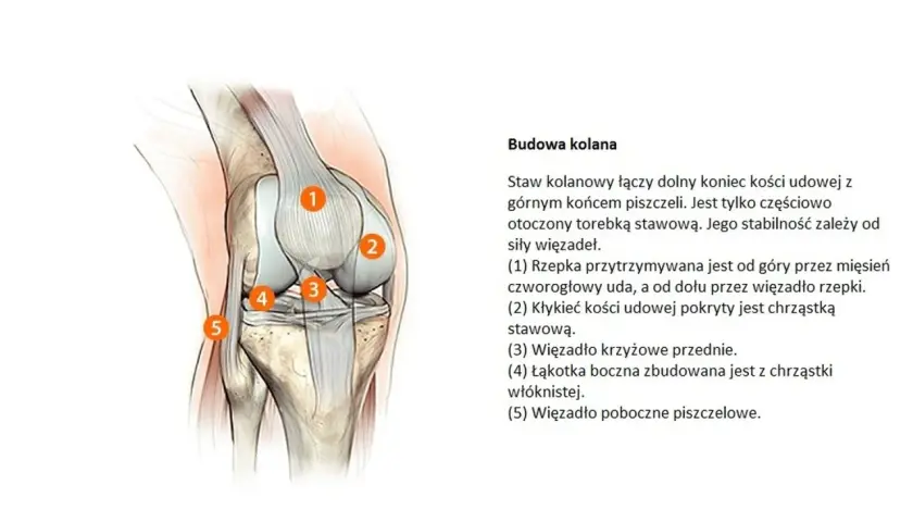 Anatomia kolana, ilustracja przedstawiająca budowę stawu kolanowego. Zwyrodnienie stawów to choroba, która dotyka chrząstki stawowej.