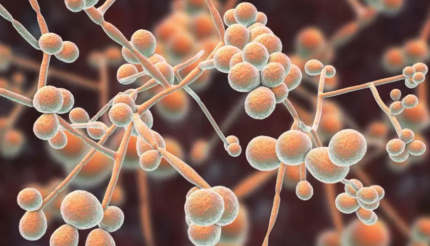 Candida w kale - jak zinterpretować wyniki badania?