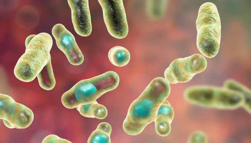 Ilustracja mikroskopowa bakterii Clostridium, pałeczek z zielonymi endosporami.