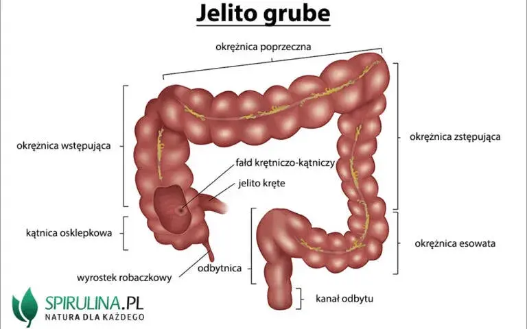 Jak boli jelito grube? Poznaj przyczyny i objawy bólu jelit