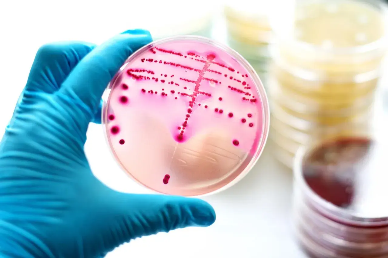 Enterococcus faecalis w nasieniu: Jak leczyć tę bakterię?