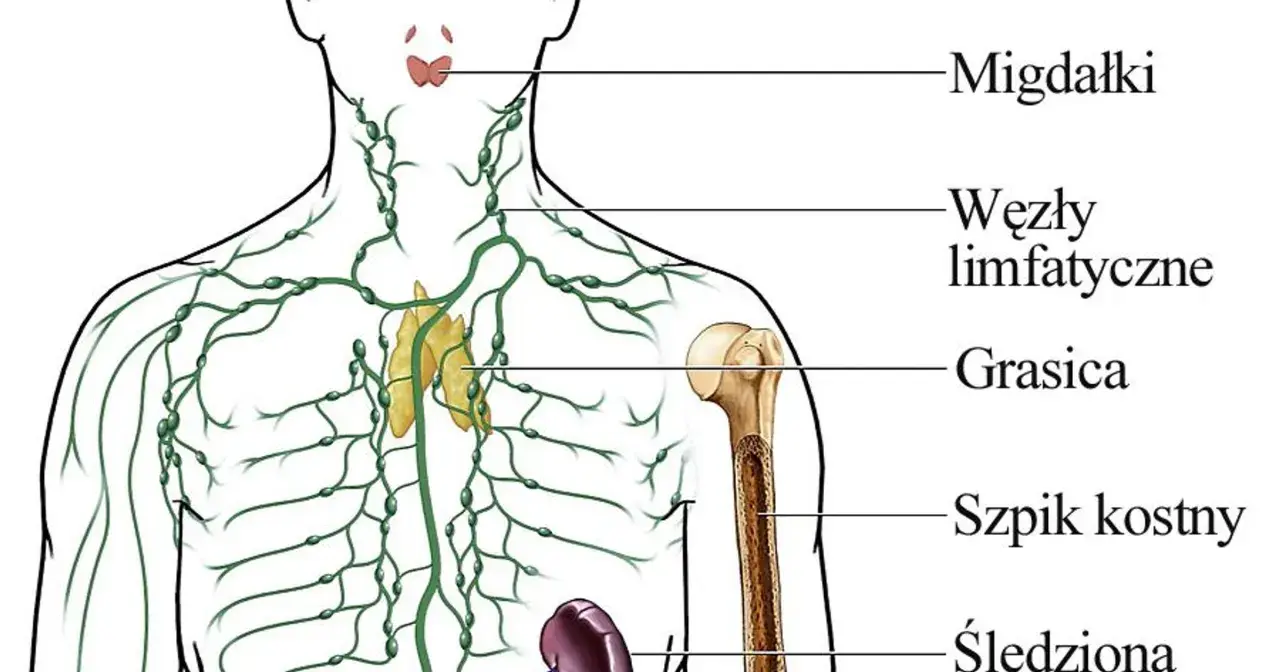 Ilustracja przedstawia kluczowe elementy układu immunologicznego: migdałki, węzły chłonne, grasicę, szpik kostny i śledzionę, które wspólnie chronią organizm.