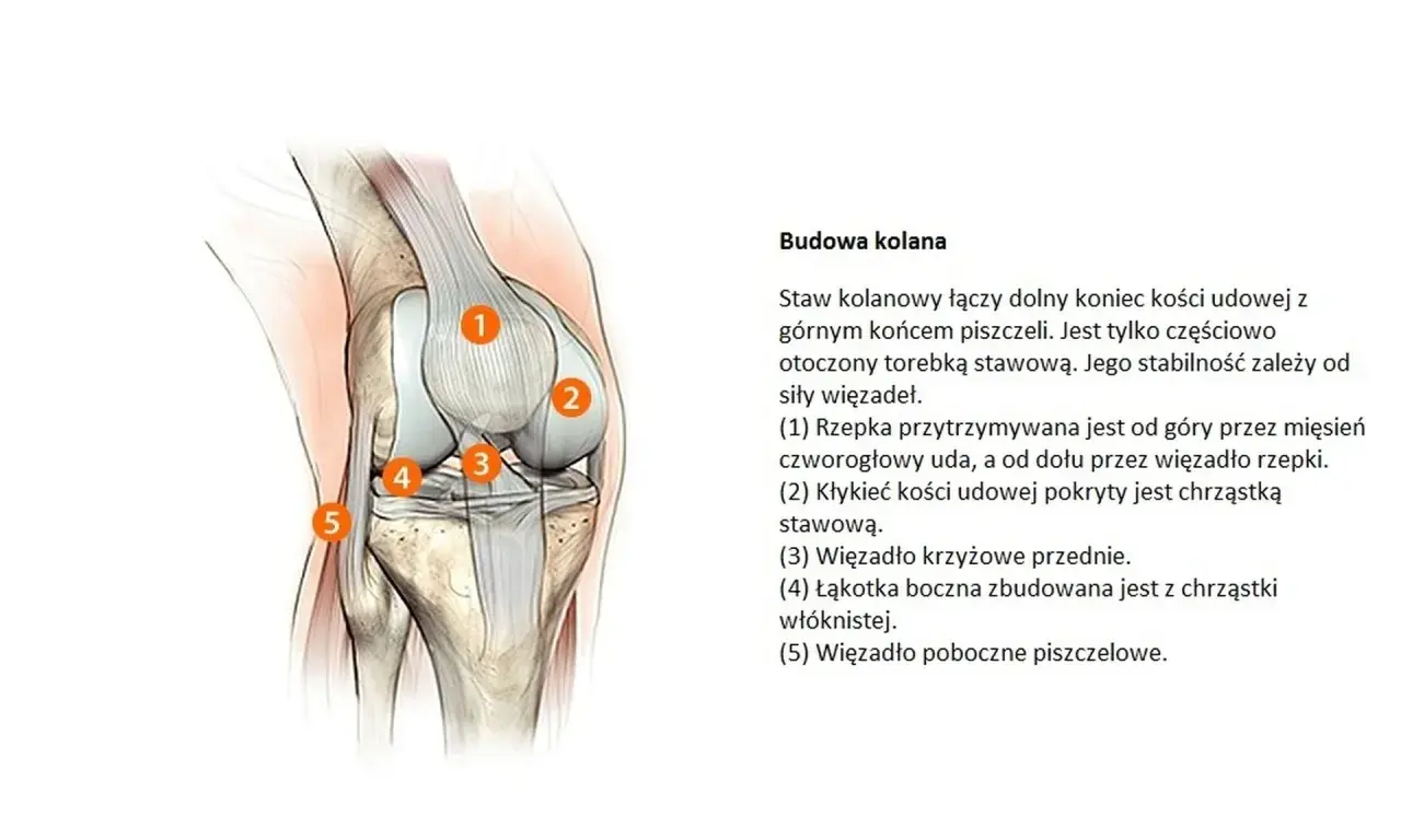 Anatomia kolana, ilustracja przedstawiająca budowę stawu kolanowego. Zwyrodnienie stawów to choroba, która dotyka chrząstki stawowej.