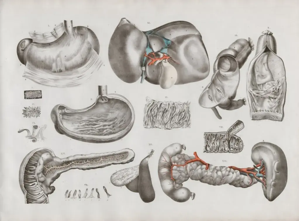 rycina urologiczna
