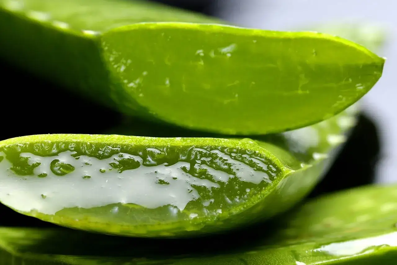 Pokrojony aloes, pełen żelu, który wspiera aloes na odporność.