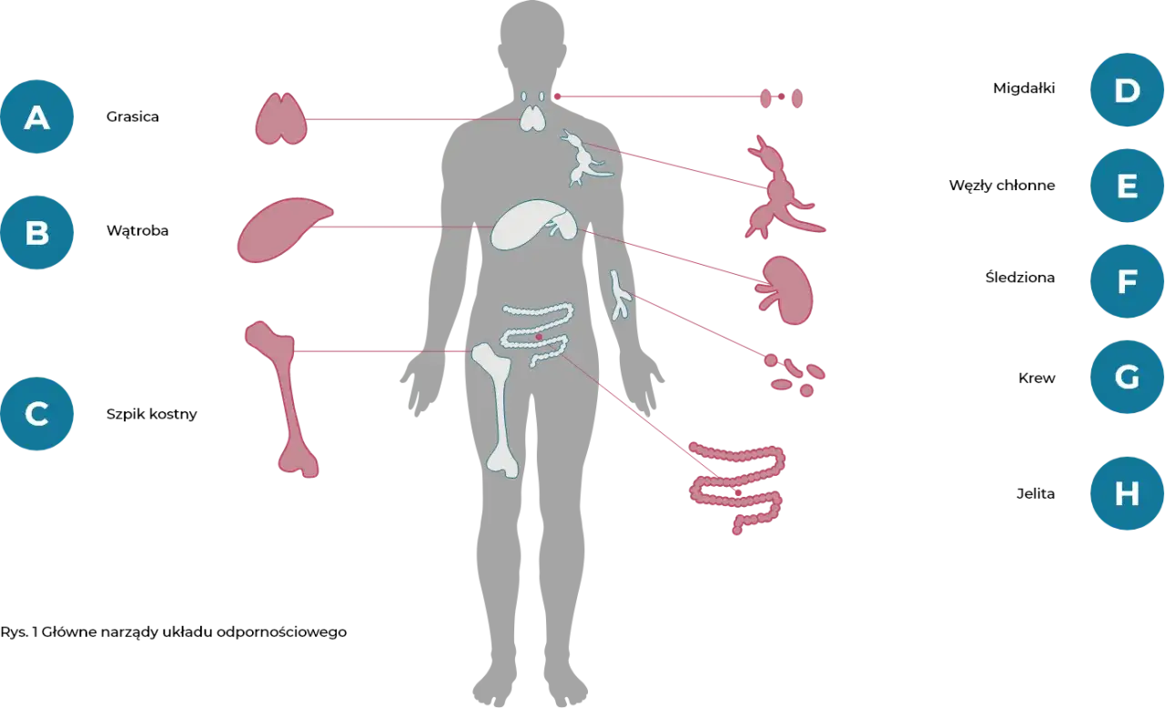 Ilustracja pokazuje główne narządy układu odpornościowego, wyjaśniając, co to jest układ immunologiczny.