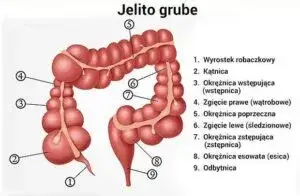 Zdjęcie Jak boli jelito grube? Poznaj przyczyny i objawy bólu jelit