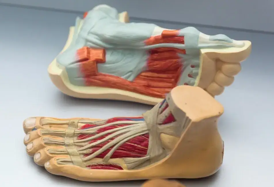 Zdjęcie Tylna taśma - co musisz wiedzieć o tej ważnej strukturze anatomicznej