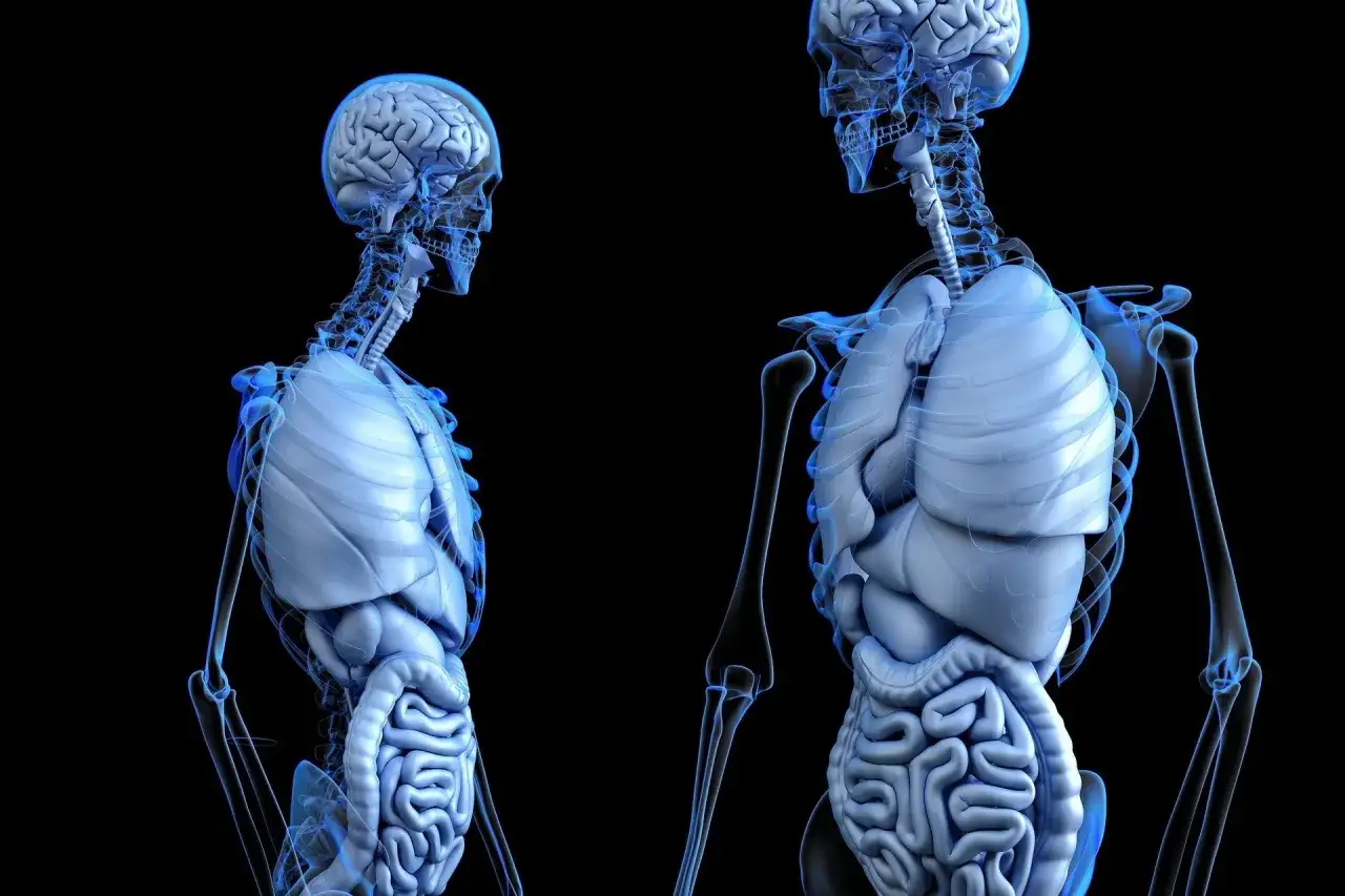 Anatomia człowieka z widocznymi organami wewnętrznymi, w tym mózgiem, płucami i jelitami. Obraz może pomóc zrozumieć, co to jest zapalenie otrzewnej.